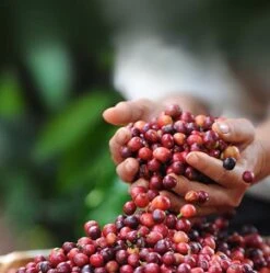 Nescafé Dolce Gusto Latte Macchiato Capsules - 90 Koffiecups -Lavazza Winkel 1190x1200 1