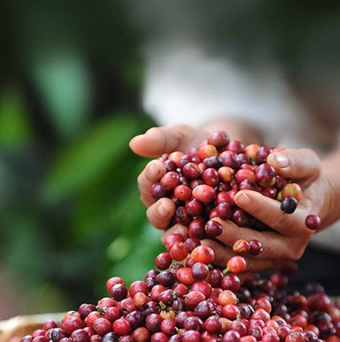 Nescafé Dolce Gusto Cortado Espresso Macchiato capsules - 90 koffiecups Nescafé Dolce Gusto Cortado Espresso Macchiato Capsules - 90 Koffiecups -Lavazza Winkel 1192x1200 1