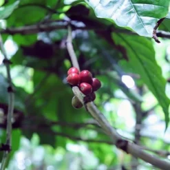 Kopi Luwak Koffie. 35 Gram Ongemalen Bonen. Direct Trade. Single Origin. The Original By Rich.Exclusive. -Lavazza Winkel 1200x1200 101