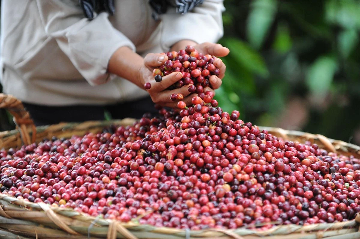 Nescafé Gold oploskoffie - 6 doosjes à 25 zakjes Nescafé Gold Oploskoffie - 6 Doosjes à 25 Zakjes -Lavazza Winkel 1200x798 4