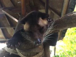 Kopi Luwak Koffie. 35 Gram Ongemalen Bonen. Direct Trade. Single Origin. The Original By Rich.Exclusive. -Lavazza Winkel 1200x900 1