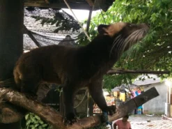 Kopi Luwak Koffie. 35 Gram Ongemalen Bonen. Direct Trade. Single Origin. The Original By Rich.Exclusive. -Lavazza Winkel 1200x900