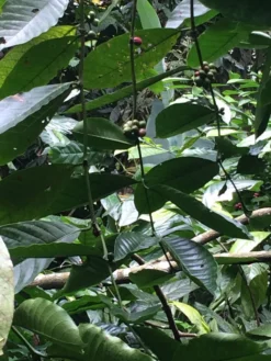 Kopi Luwak Koffie. 35 Gram Ongemalen Bonen. Direct Trade. Single Origin. The Original By Rich.Exclusive. -Lavazza Winkel 900x1200 5